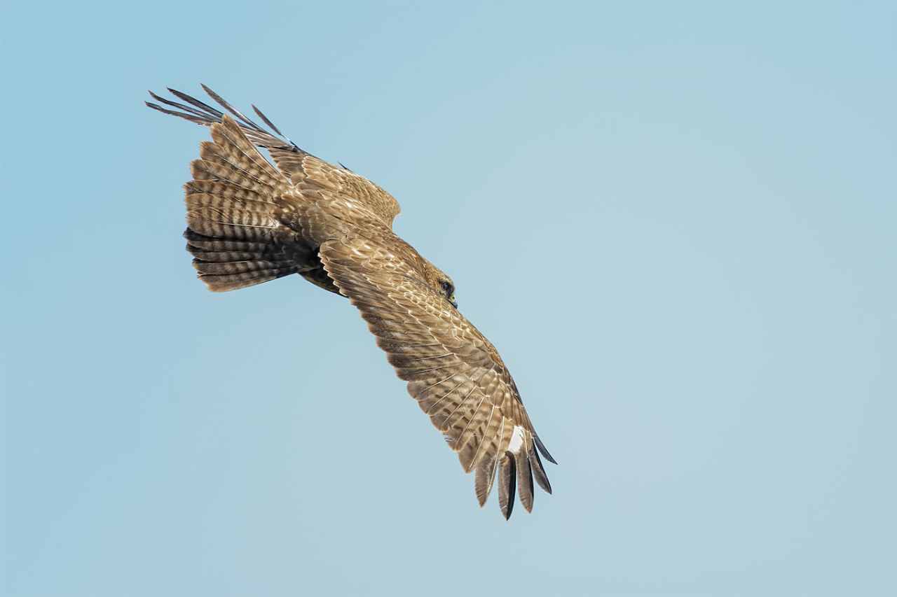 Poiana  (Buteo buteo)